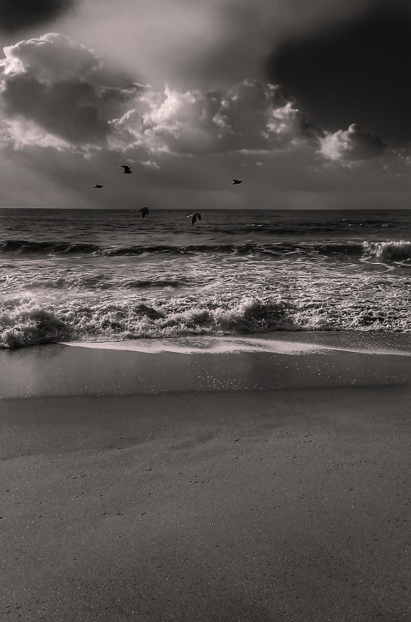 "Mar y gaviotas en blanco y negro" de Roberto Guillermo Hagemann
