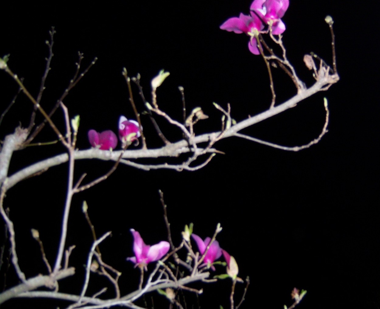"magnolia purpura" de Beatriz Di Marzio