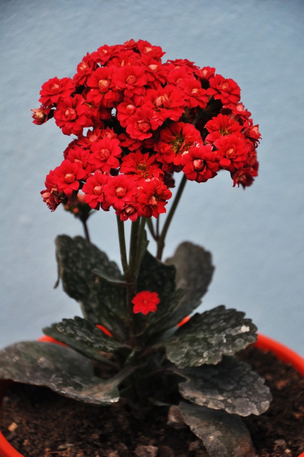 "Flores rojas" de Alicia Di Florio