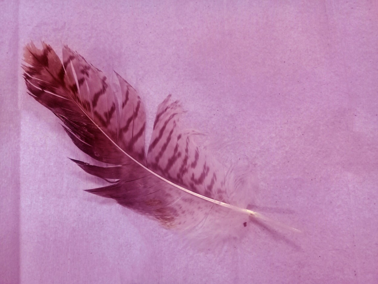 "`Solo una pluma`" de Iris Elizabeth Scotto