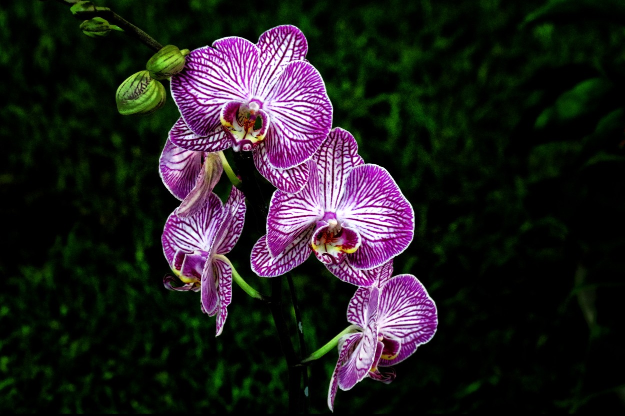 "Orquídeas..." de Juan Carlos Barilari