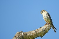 Quiriquiri - Falco sparverius, o equilibrista !