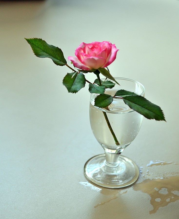 "A mini-rosa, o mini copo e a busca de motivos !" de Decio Badari