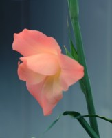 `Palma de Sta. Rita ` Gladiolus x hortulanus