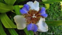 Iris Neomarica