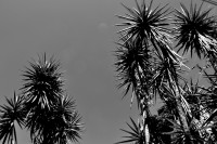 Iuca-gigante  Yucca gigantea...........