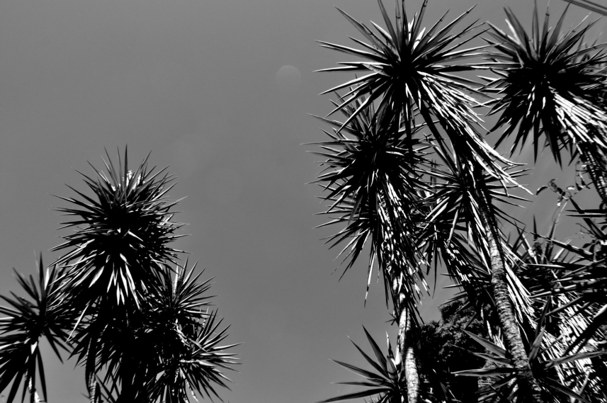 "Iuca-gigante  Yucca gigantea..........." de Decio Badari