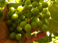 Caricias de viticultor