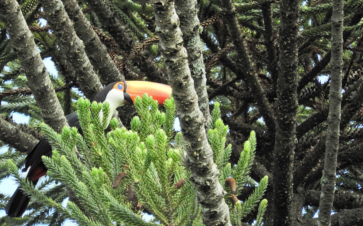 "Tentando esconder entre os galhos do Pinus !" de Decio Badari