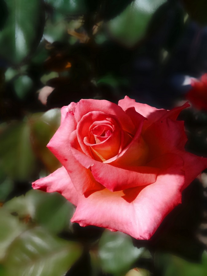 "`Rosa rosa`" de Iris Elizabeth Scotto