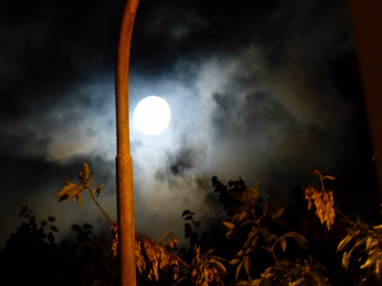 "` Noche de Luna`" de Graciela Edith Flocco