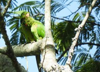 Periquito-maracan (Psittacara leucophthalmus(