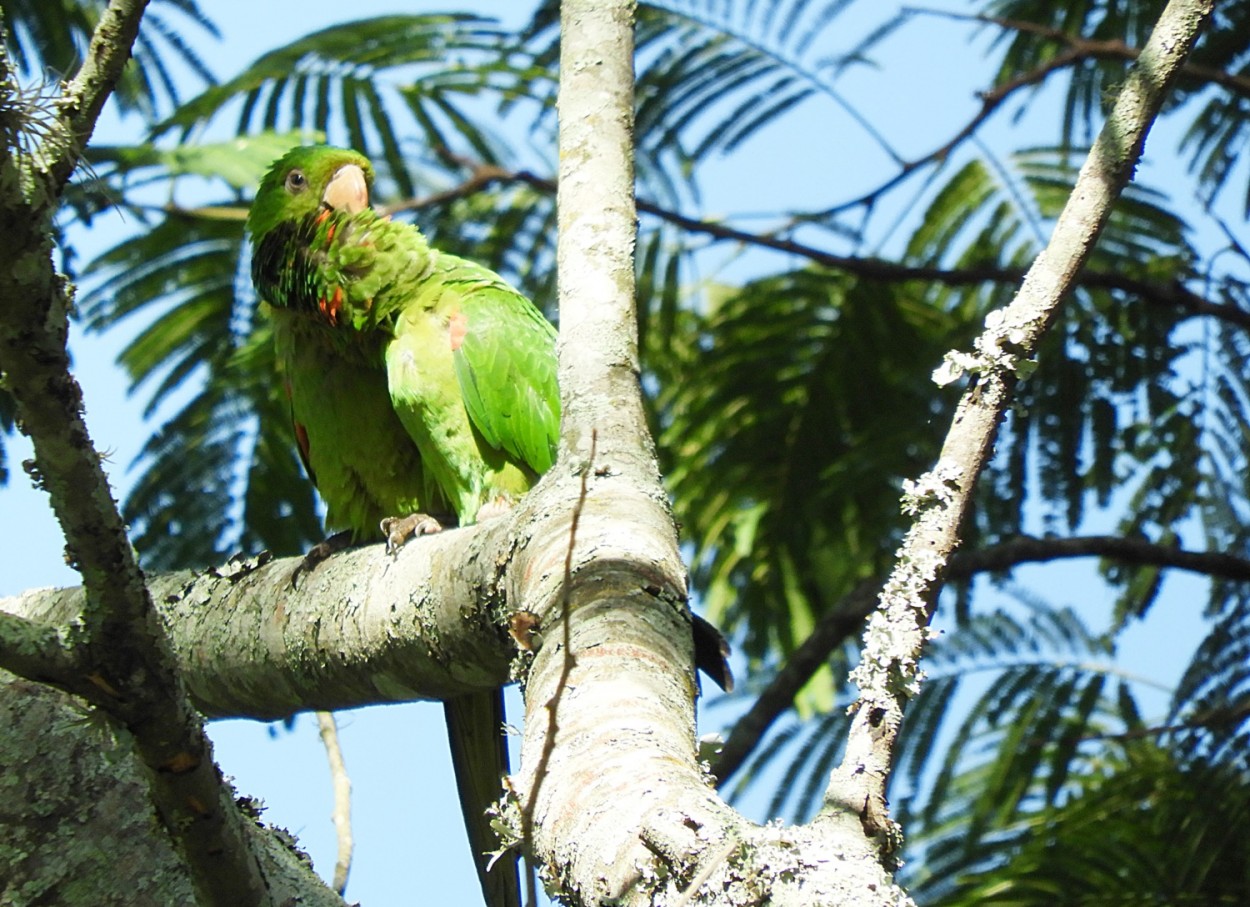 "Periquito-maracan (Psittacara leucophthalmus(" de Decio Badari
