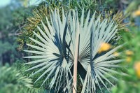 Palmeira azul ( Bismarckia nobilis. )