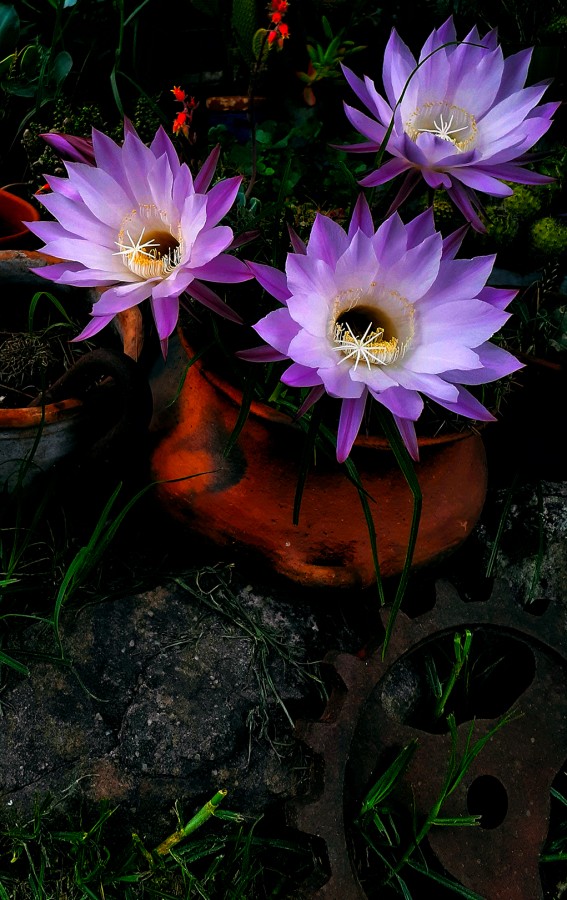 "flor cornete de cactus" de Stella Maris Kippke
