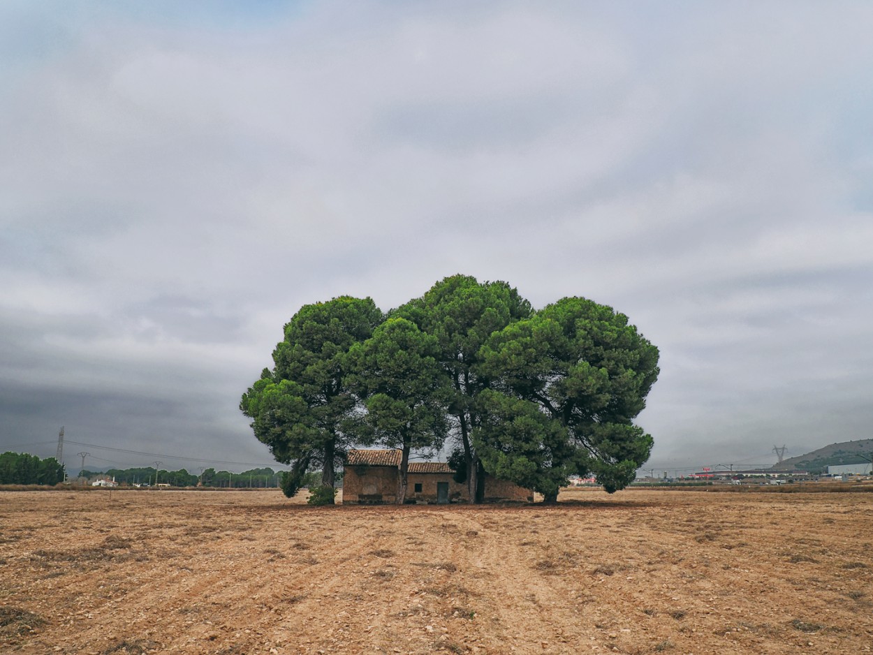 "Casa con pinos" de Francisco Jos Cerd Ortiz