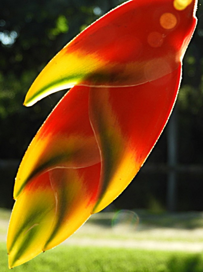 "Bananeira-vermelha  Musa coccinea" de Decio Badari