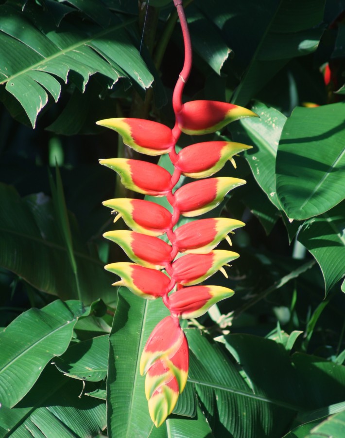"`Bananeira-vermelha  Musa coccinea`.........." de Decio Badari