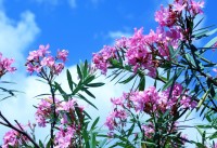 Espirradeira  Nerium oleander, bem florida !