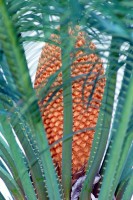 Palmeira samambaia  Cycas circinalis