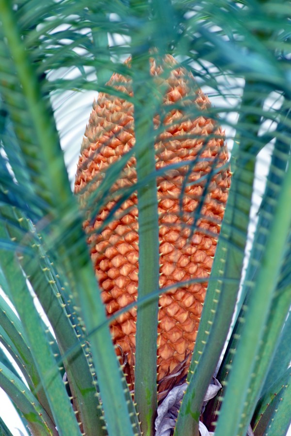 "Palmeira samambaia – Cycas circinalis" de Decio Badari