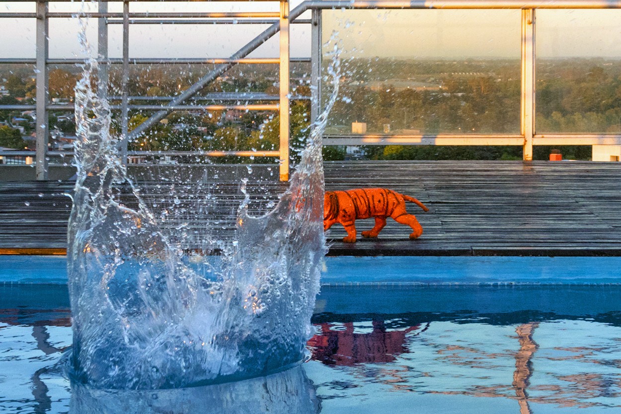 "El tigre Hockney" de Alfredo Fushimi