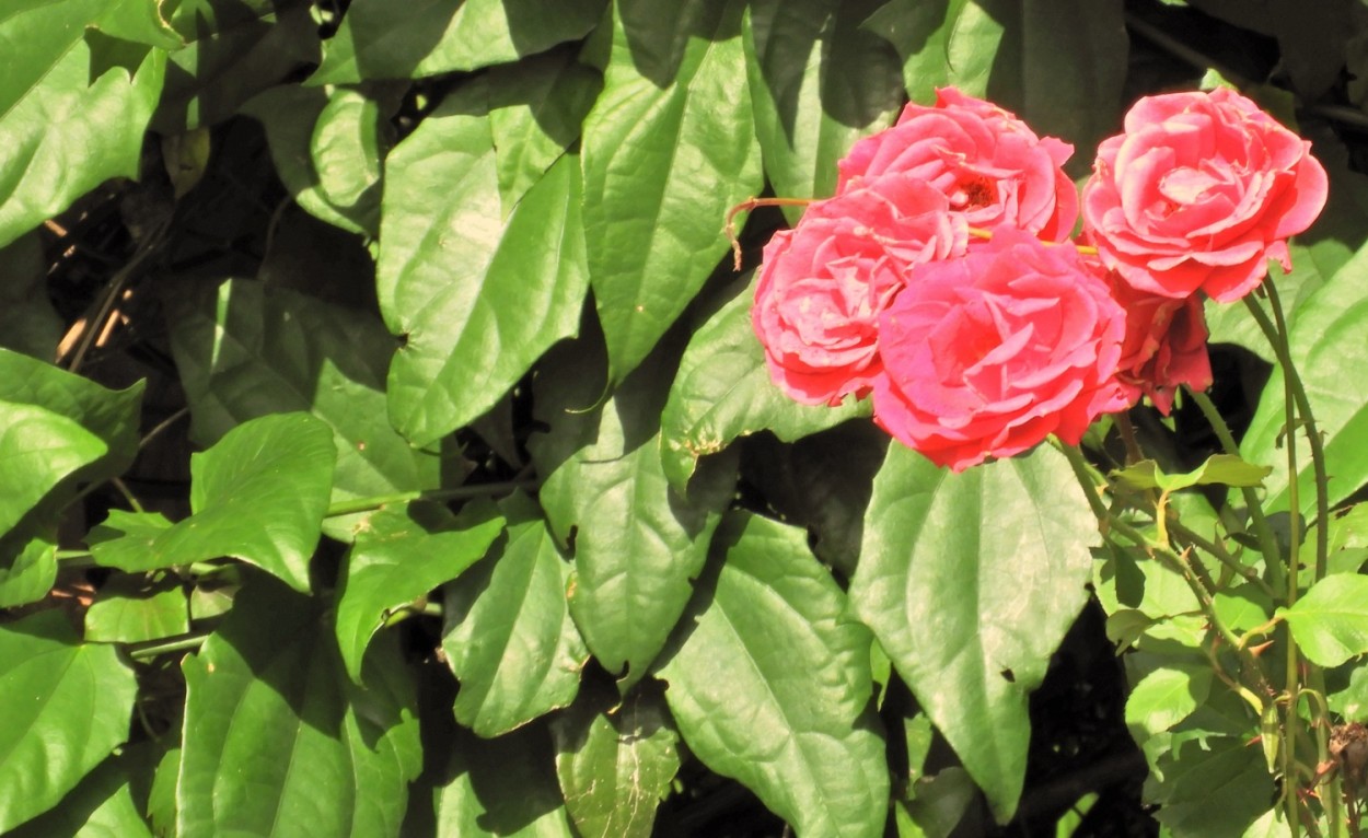 "A fragrncia permanece sempre na mo que d a rosa" de Decio Badari