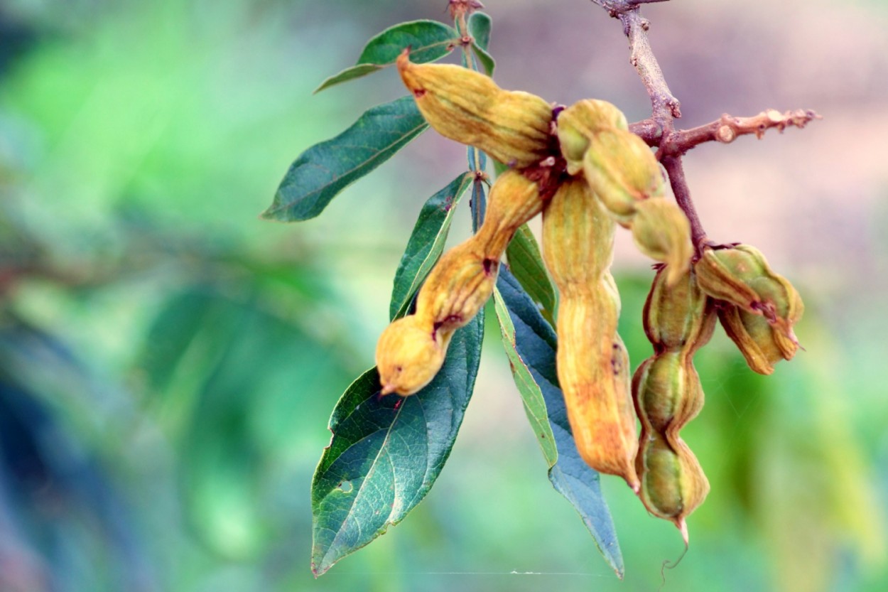 "O ing  o fruto da ingazeira, uma rvore........" de Decio Badari