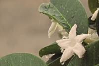 Jasmim-de-madagascar  Stephanotis floribunda