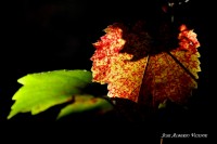 los colores de las hojas