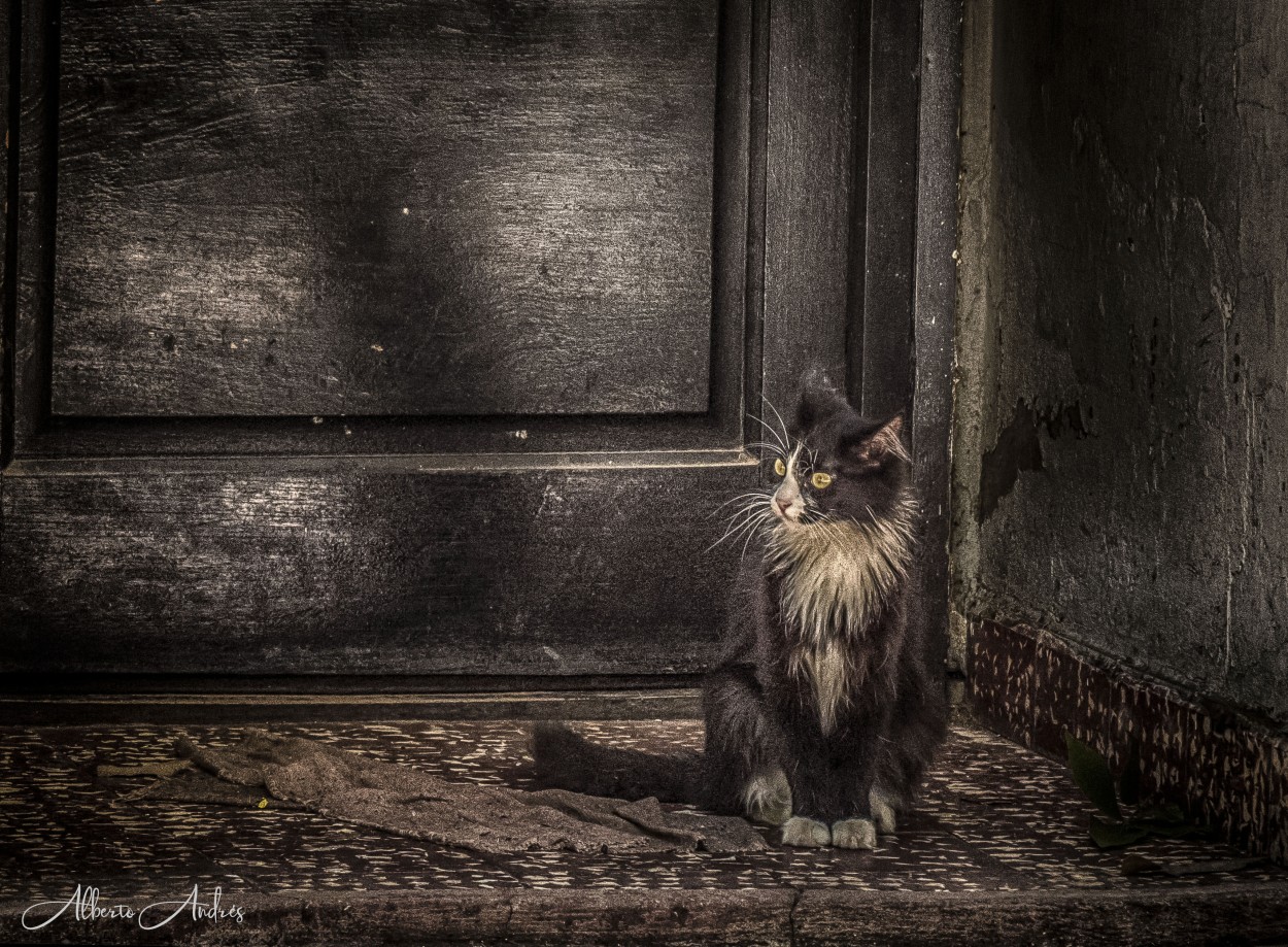 "Aquel lindo gatito ..." de Alberto Andrs Melo
