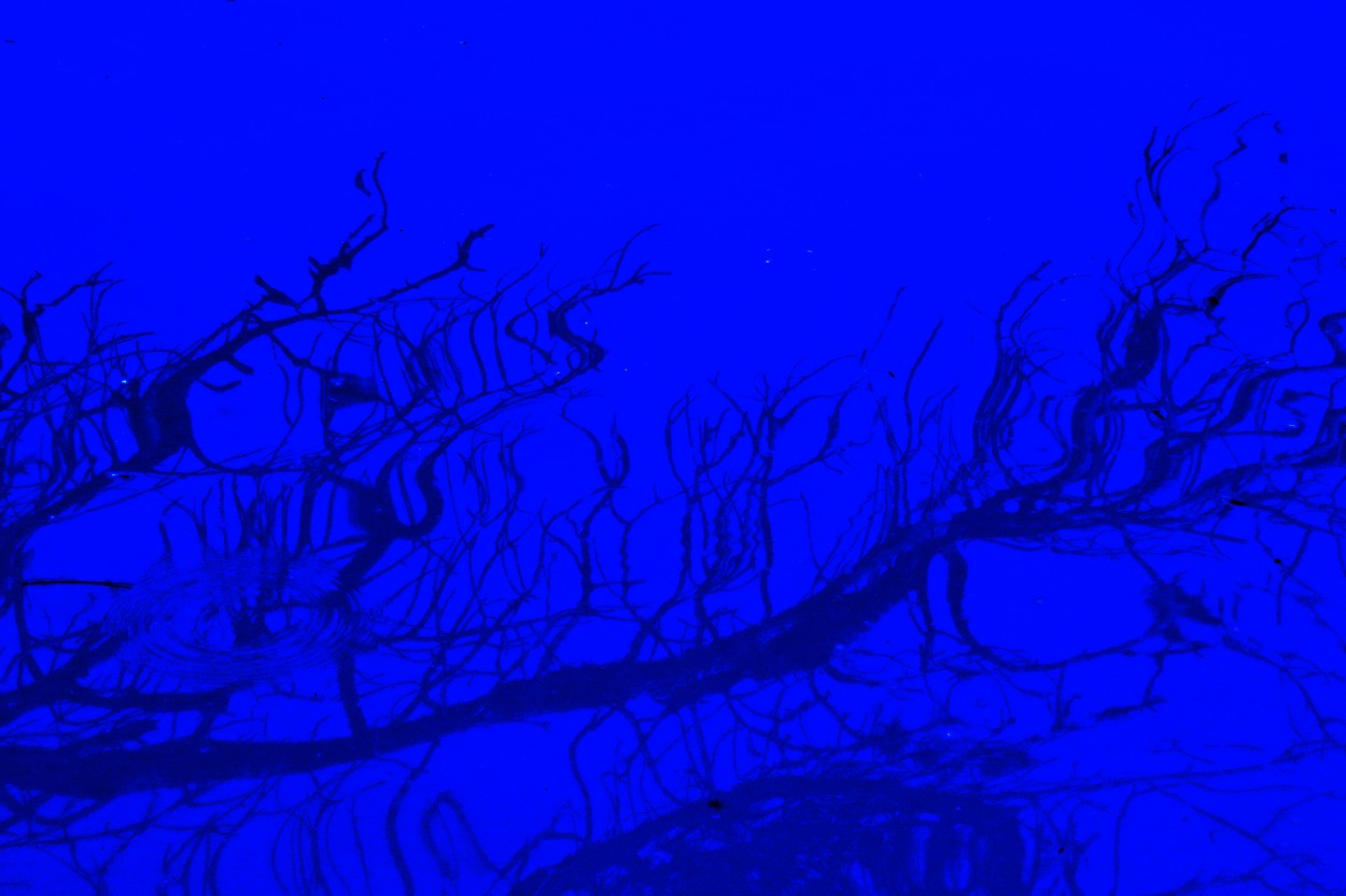 "`Reflejo en la laguna azul`" de Iris Elizabeth Scotto