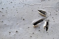 huella de tero y gotas de lluvia en el barro