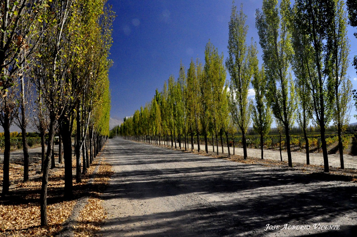 "Las alamedas de Gualtallary Tupungato, Mendoza" de Jose Alberto Vicente