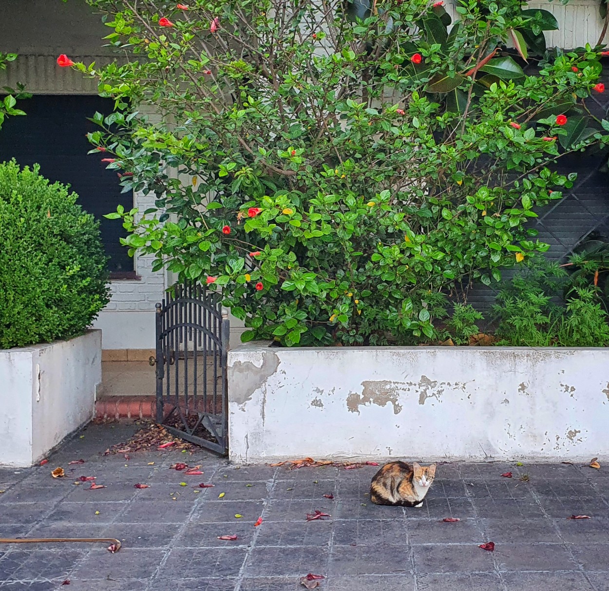 "El gato y el jardin" de Fernando Valdez Vazquez