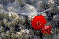 tela de araa y flor de cactus