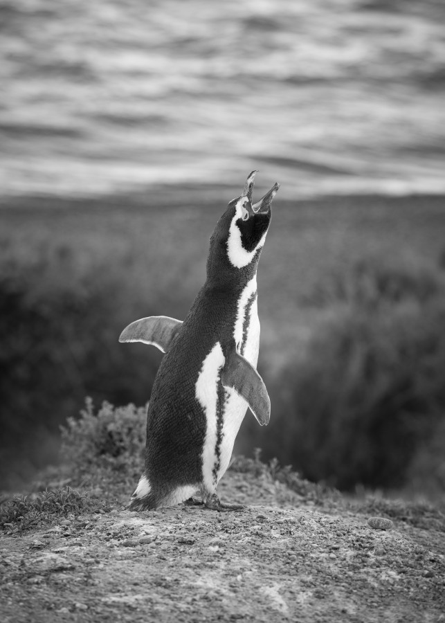 "Canto de pingüino" de Javier Villalba