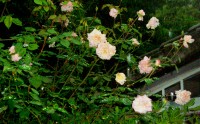 lluvia de rosas