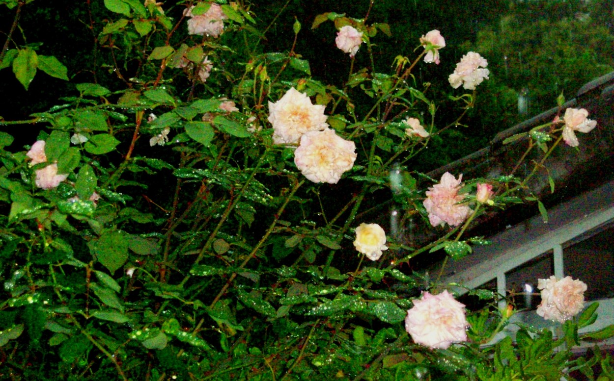 "lluvia de rosas" de Beatriz Di Marzio