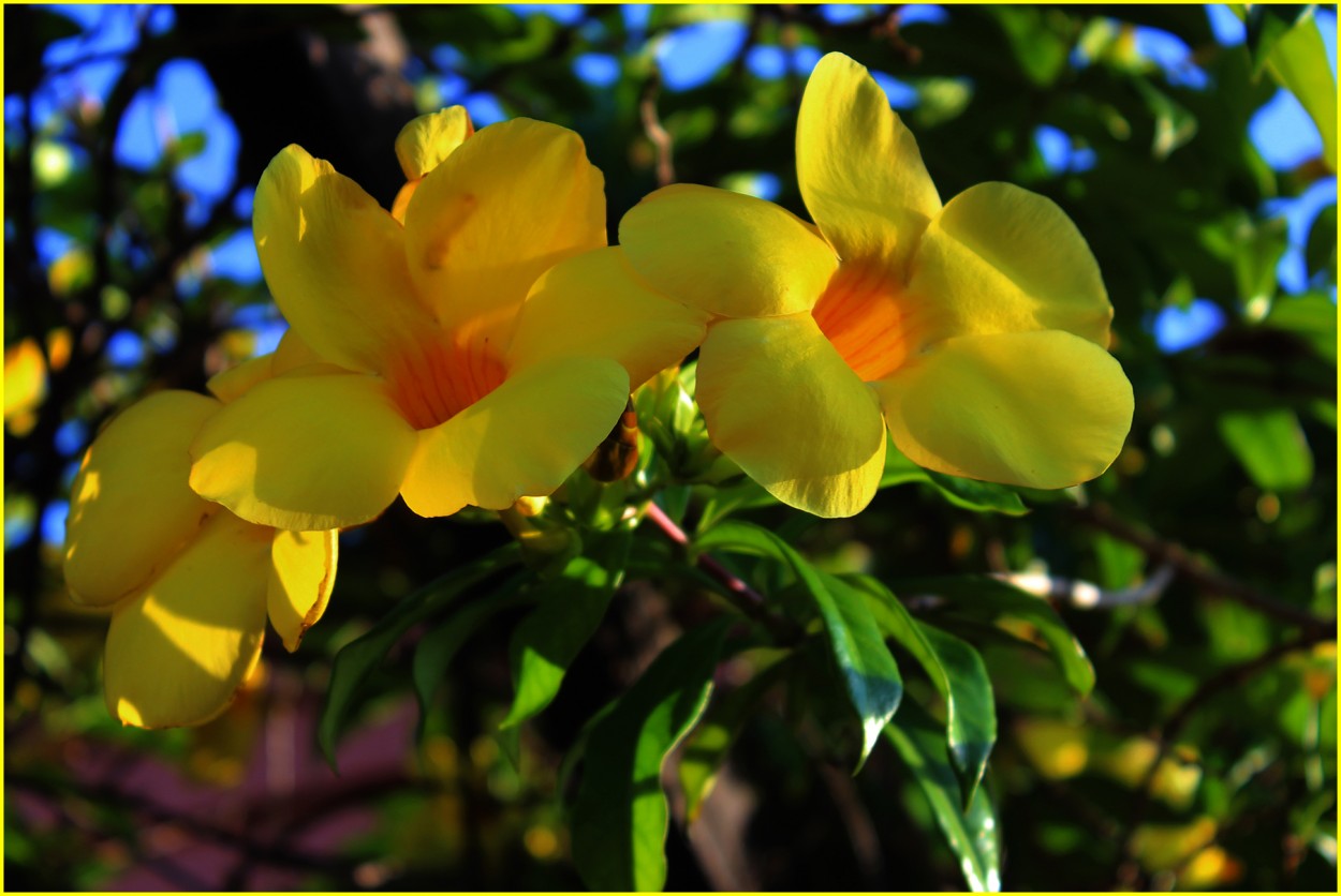 "Flores Amarillas..." de Silvia Emilia Guerra