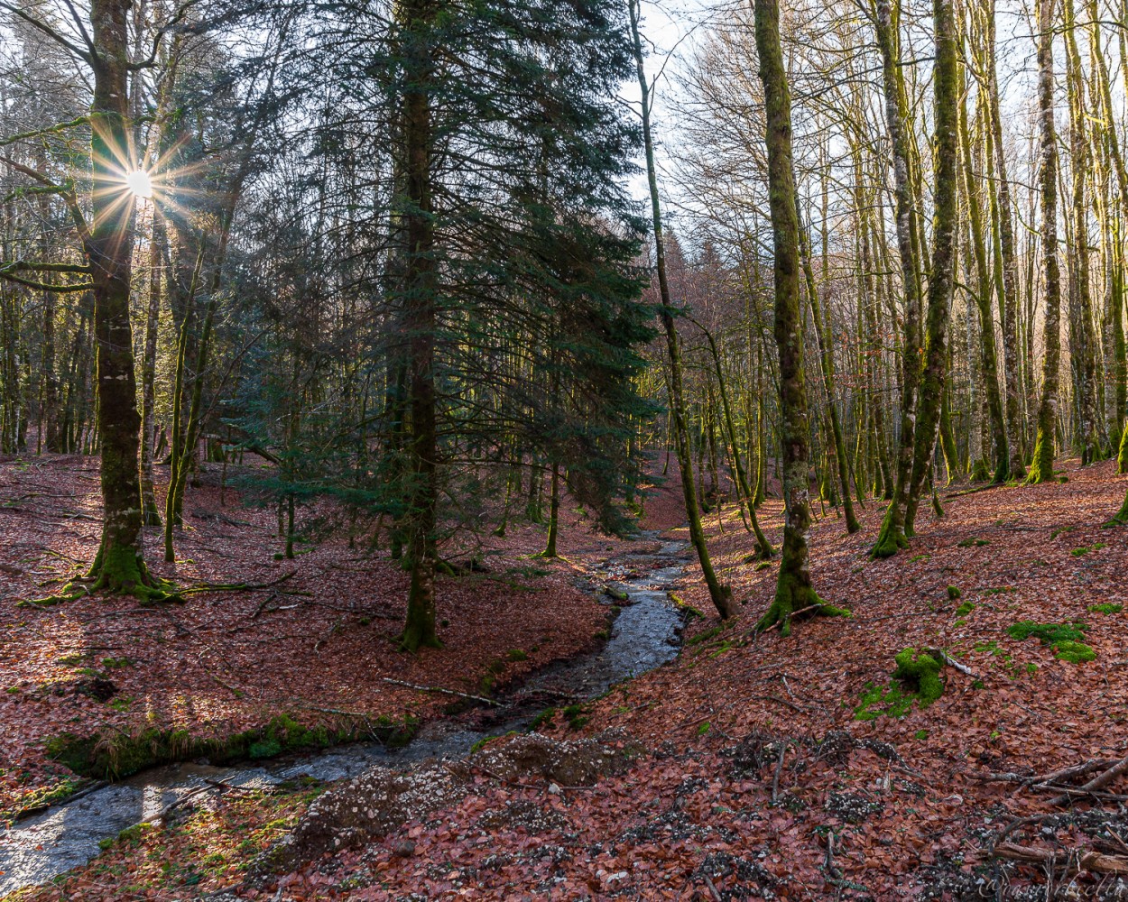"camins del GR11 - Selva de Irati" de David Roldn