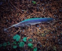 La pluma azul