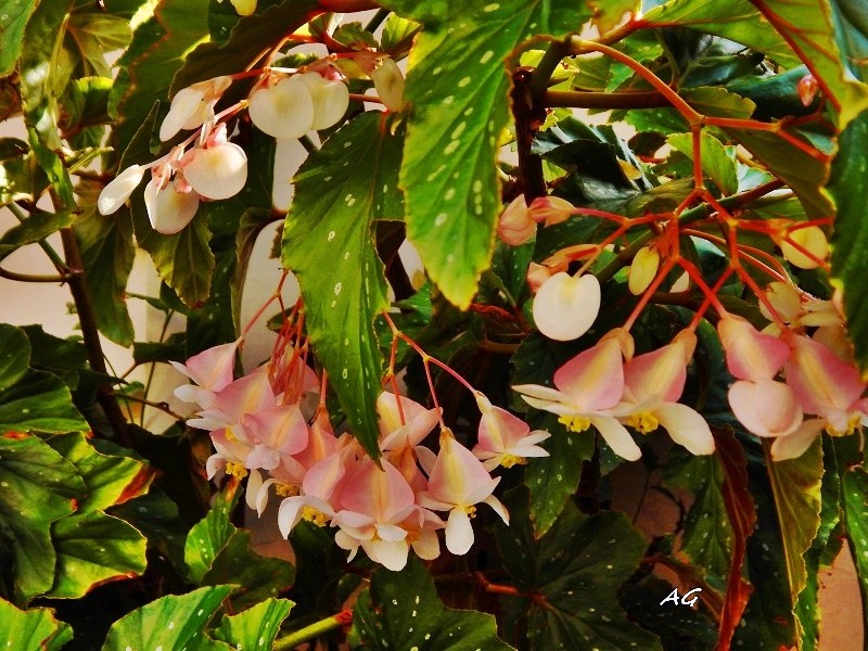 "Begonia maculata" de Ana Giorno