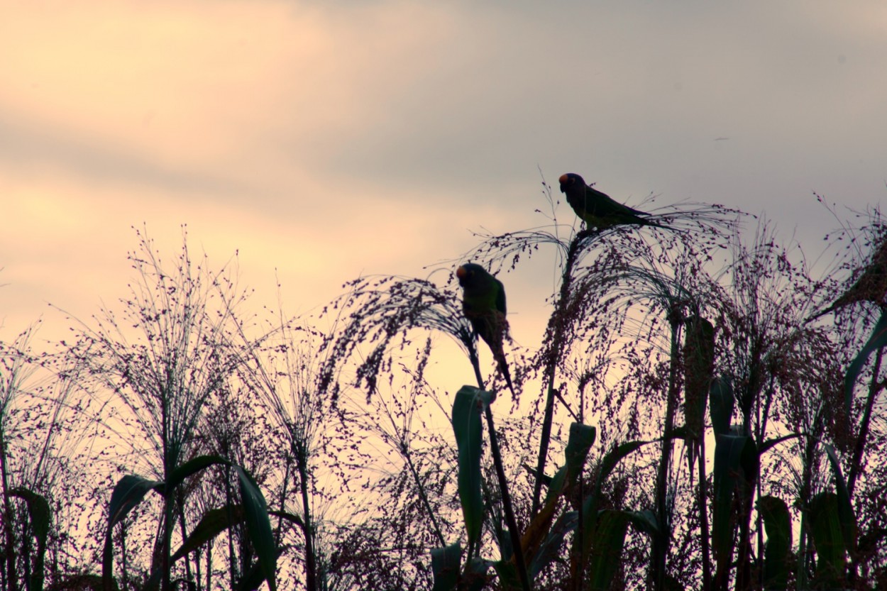 "O fotgrafo e as aves, levantam cedo !" de Decio Badari