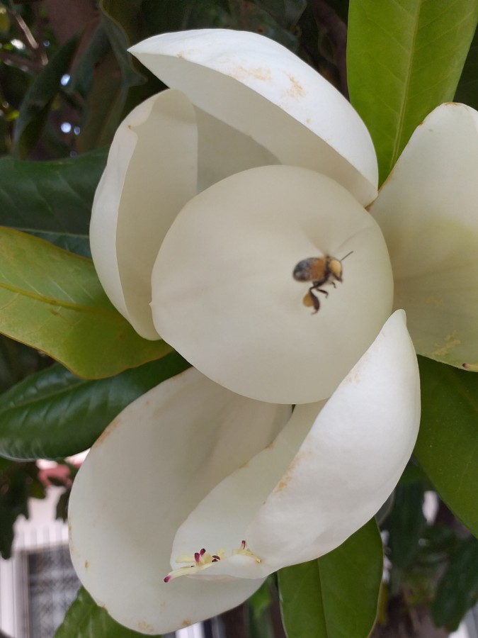 "Abeja libando una Magnolia" de Beatriz Violeta Calderon
