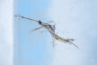 Aedes aegypti falsum