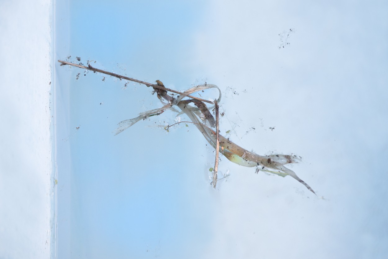 "Aedes aegypti falsum" de Rafa Lanuza