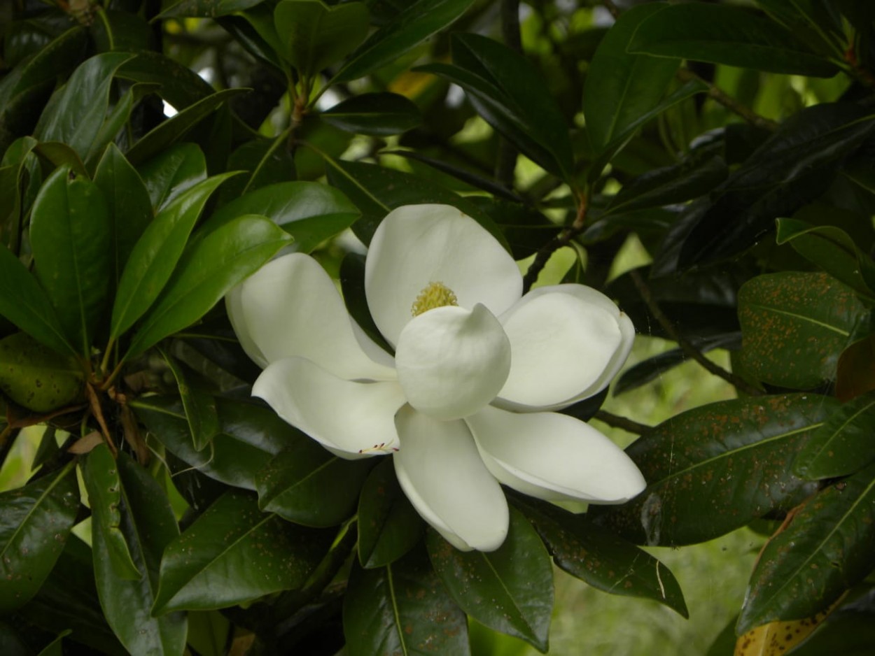 "magnolia" de Isabel Andrade