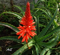 Aloe artorescens