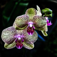 Los martes, orquídeas...